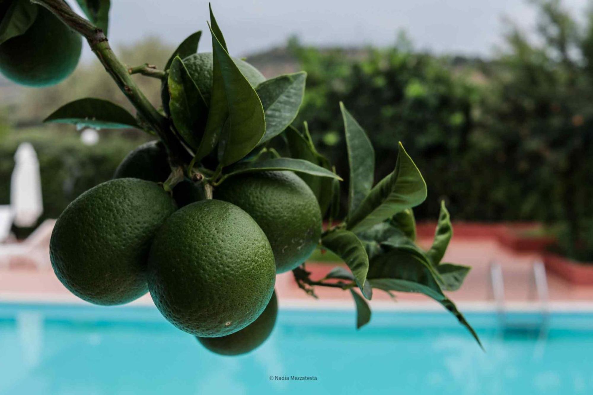 Il Casale Il Sole E La Margherita Campofelice Di Roccella Εξωτερικό φωτογραφία